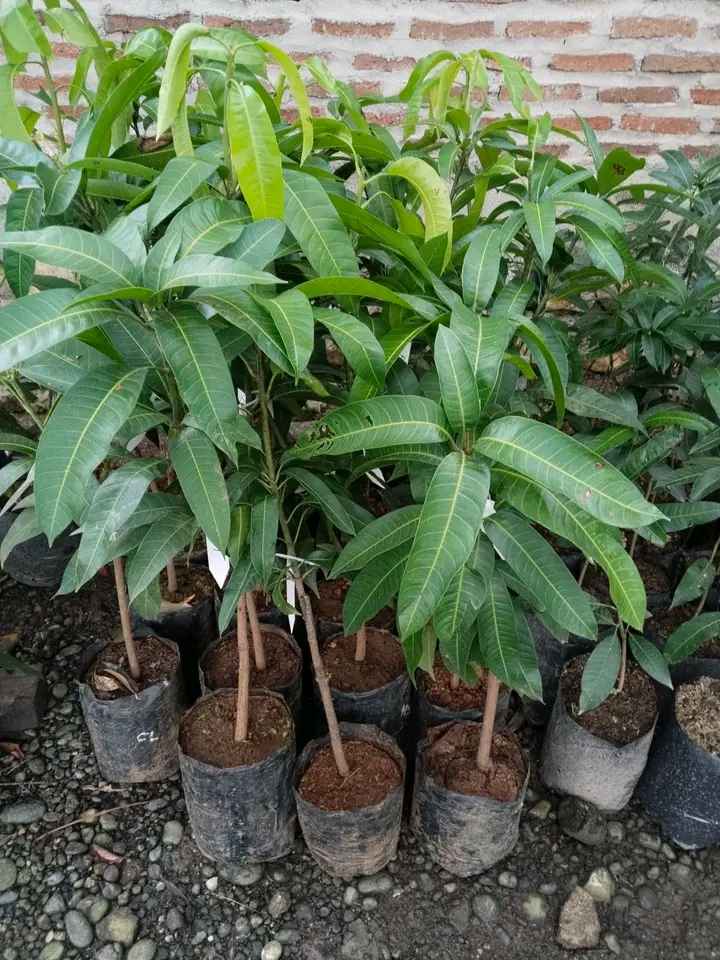 Mangga Kiojay Agar Cepat Berbuah